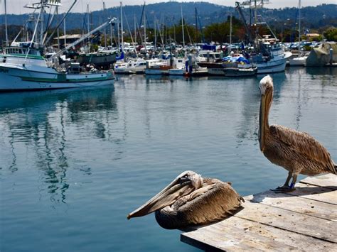 pelicans in monterey bay